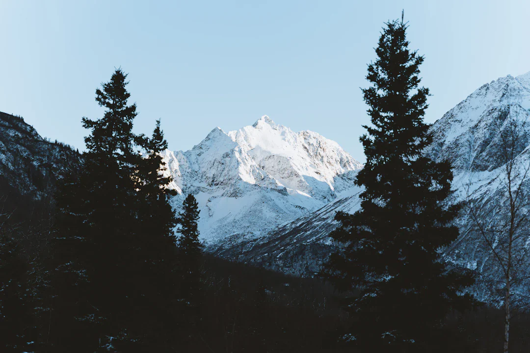 Snow-covered Alaska peak framed by spruce trees